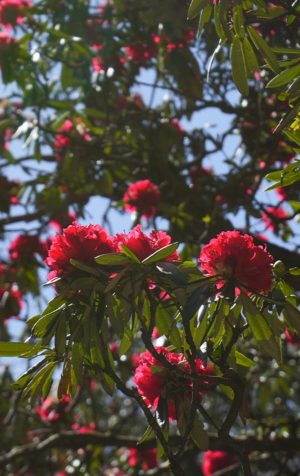 Nag Tibba Weekend Trek